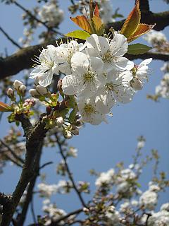 blühender Apfelbaum - Blütenzweig