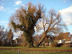 Foto alter Baum am Bahngleis