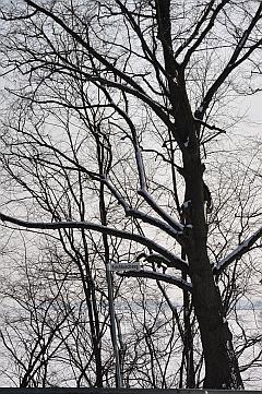 schneebedeckter Baum im Gegenlicht