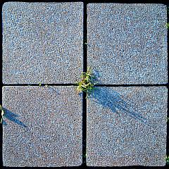 Abstrakt: Gräser im Quadrat