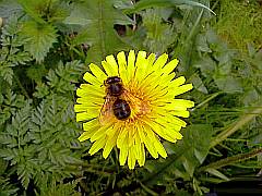 Biene auf gelber Löwenzahn Blüte