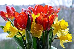 Frühlingsgrüße: Tulpen und Narzissen
