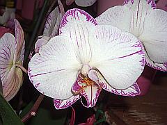 detaillreiche Aufnahme einer weißen Orchideen-Blüte