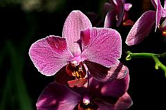 Blüte einer Orchidee in Pink