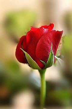 Fotografie einer einzelnen, vertäumten Rosenblüte