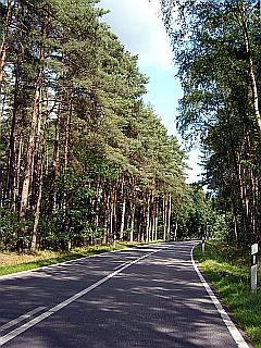 Fotografie einer Wald umsäumten Landstraße