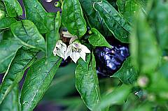 grüner Paprika-Blüte - Eichblattsalat