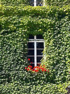 Altes Sprossen-Fenster weinumrankt