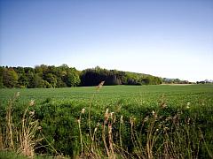Felder: grüne Wiese mit Gräsern im Vordergrund und bewaldetem Hintergrund