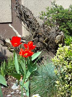 Garten-Idylle mit roten Tulpen und Wurzelwerk