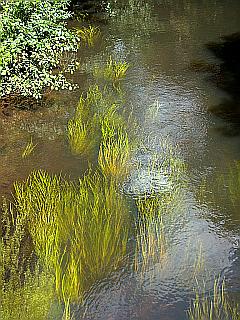 kostenloses Foto: Wasserpflanzen im fließenden Flussbett