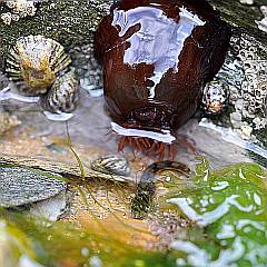 Seeanemone in Gesellschaft von Napfschnecke, Fisch und Schnecken