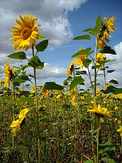 Sonnenblumen-Feld - Agrarwirtschaft im Raum Nienstädt