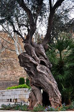 Alter Olivenbaum in Palma