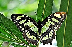 Malachit-Falter - grüner Schmetterling 