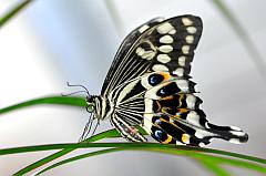 Papilio - ein Schwalbenschwanz