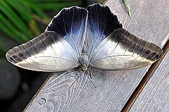 gratis Foto eines Schmetterling