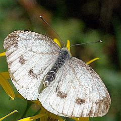 Papillon - Weißling