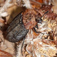 Aaskäfer: Rothalsige Silphe in schwarz kupfer