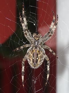 Bauch einer Spinne im Spinnennetz