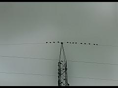Vögel auf der Leitung