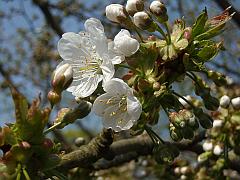 Apfelbaum - Blüten und Knospen