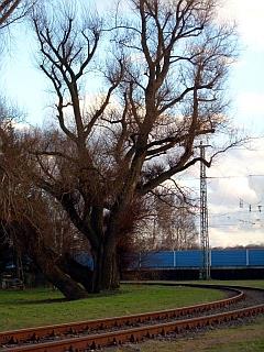 Foto Baum und Bahn