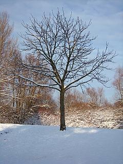 Foto: Baum im Schnee