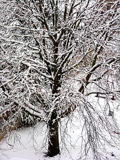 Schneelandschaft mit Baum