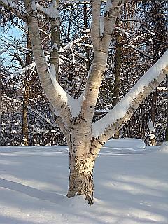 Stamm einer großen Birke im Schnee