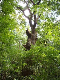 Naturdenkmal im großen Holz bei Kirchwehren - uralte Eiche