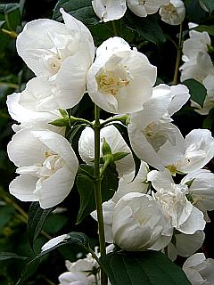 Weißer Jasmin in voller Blüte