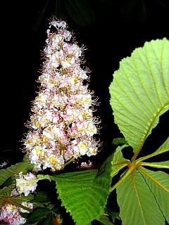 vollaufgeblühte Blütenkerze einer Kastanie mit Blatt