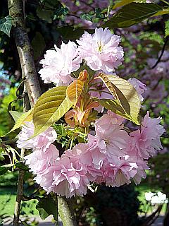 rosa Blütenstand der japanischen Zierkirsche