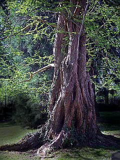 Beinahe mystisch: Kostenloses Foto eines alten Baumstammes