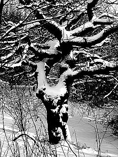 Scharz-Weiß-Aufnahme: Fotografie eines knorrigen Stammes im Schnee