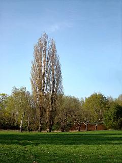 Pappeln im Park mit grüner Wiese