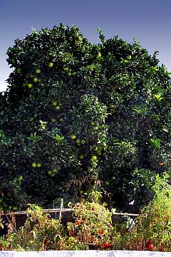 Apfelsinenbaum