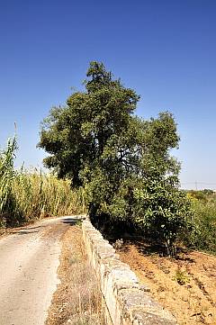 Feldweg mit Olivenbaum