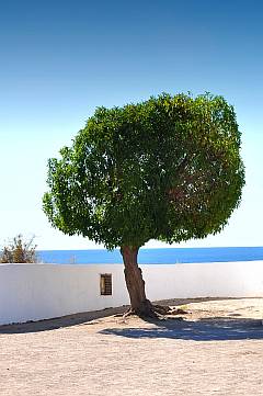 Olivenbaum am Meer