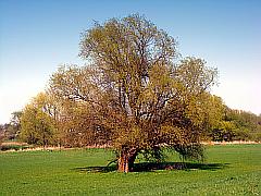 alter Weidenbaum im Frühling