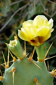 Kaktus - gelbe Blüte