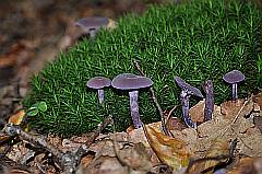 Gruppe von lila Pilzen im Moos - violetter Lacktrichterling