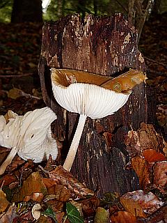 Schleimrübling - brauner Pilz vor Baumstamm im Herbstlaub