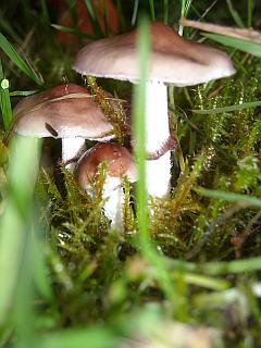 Fotografie einer Pilz-Familie