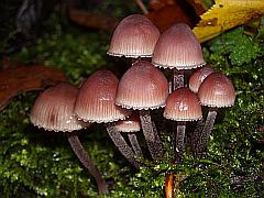 Gruppe roter Pilze