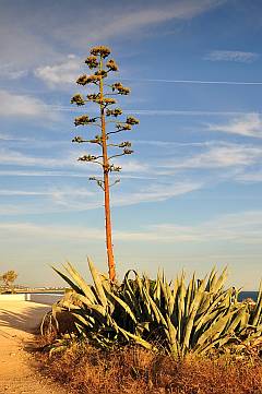 Agave mit Blüte