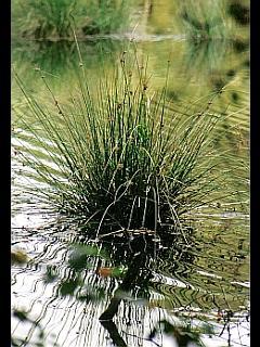 Binsen - Wasserpflanzen im See / Teich