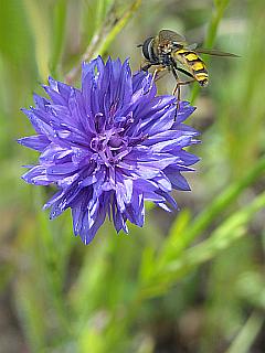 Kornblume - Blüte mit Schwebfliege
