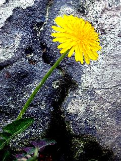Ein Stückchen Natur: Pusteblume vor altem Mauerwerk